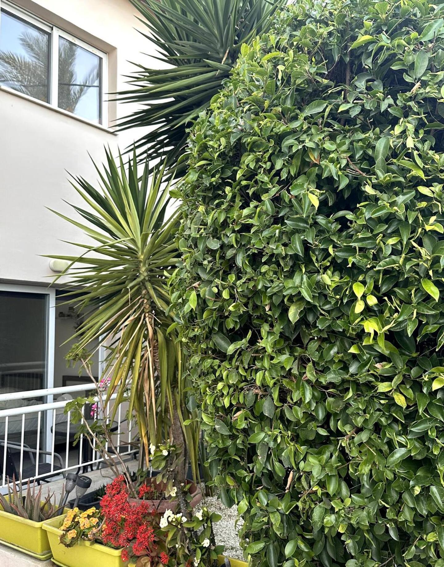 Olymbos Garden Apartment IV Αγία Νάπα Εξωτερικό φωτογραφία